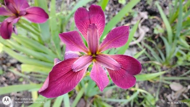 Pink Louisiana Iris