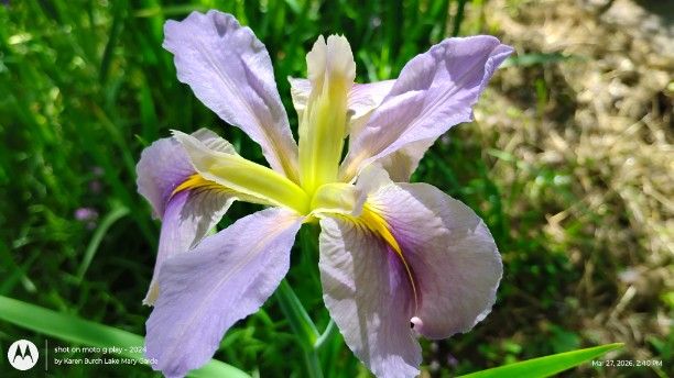 Lavender with yellow center Louisiana Iris