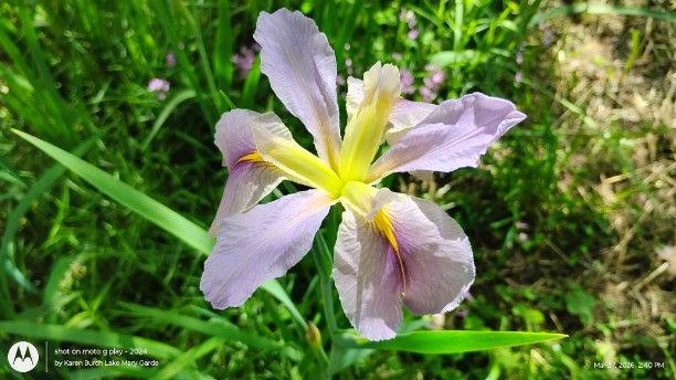 Lavender with yellow center Louisiana Iris
