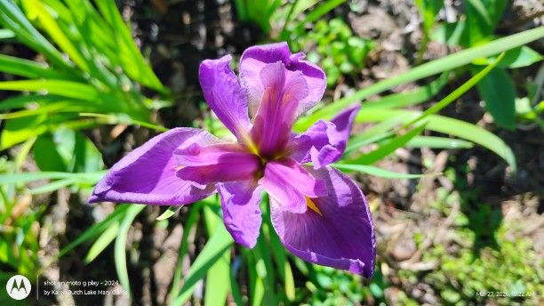 Purple Louisiana Iris