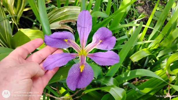Lavender Louisiana Iris