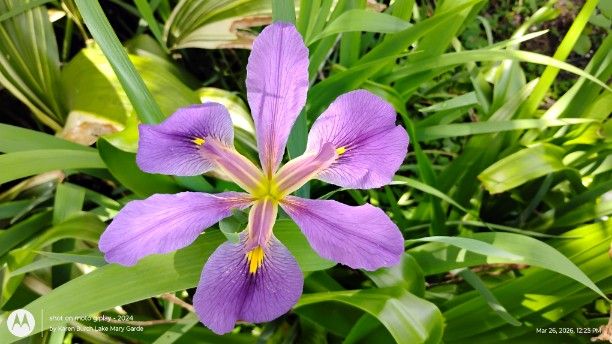Lavender Louisiana Iris