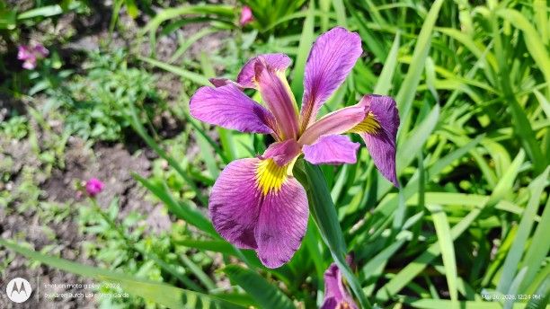 Purple Louisiana Iris