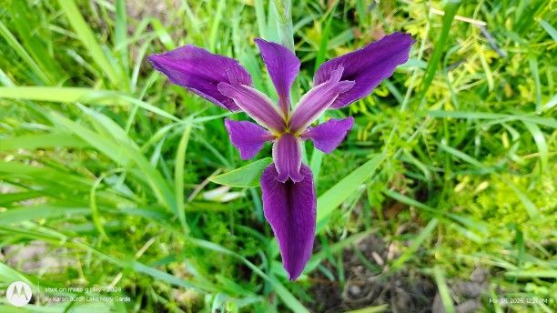 Purple Louisiana Iris