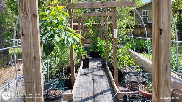 The greenhouse is now a container garden