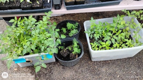 Tomatoes and Dill ready to plant
