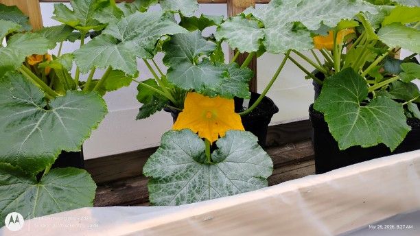 Yellow squash bloom