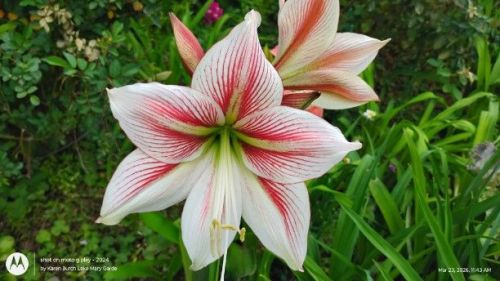 Amaryllis Glee
