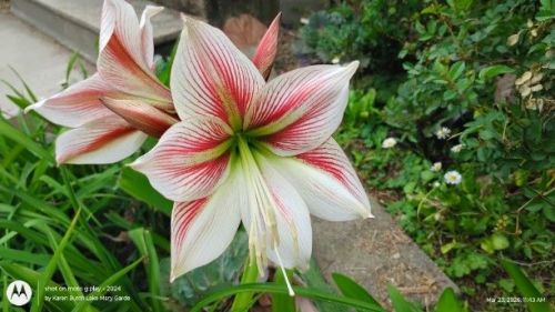 Amaryllis Glee