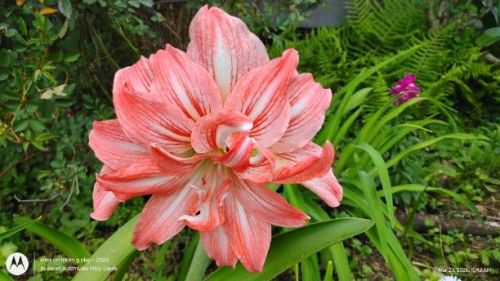 Double Amaryllis Dancing Queen