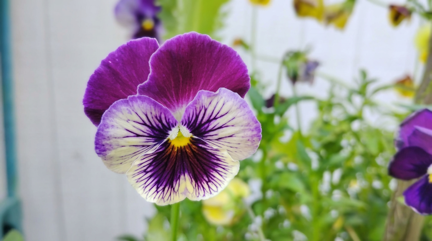 purple and white pansy