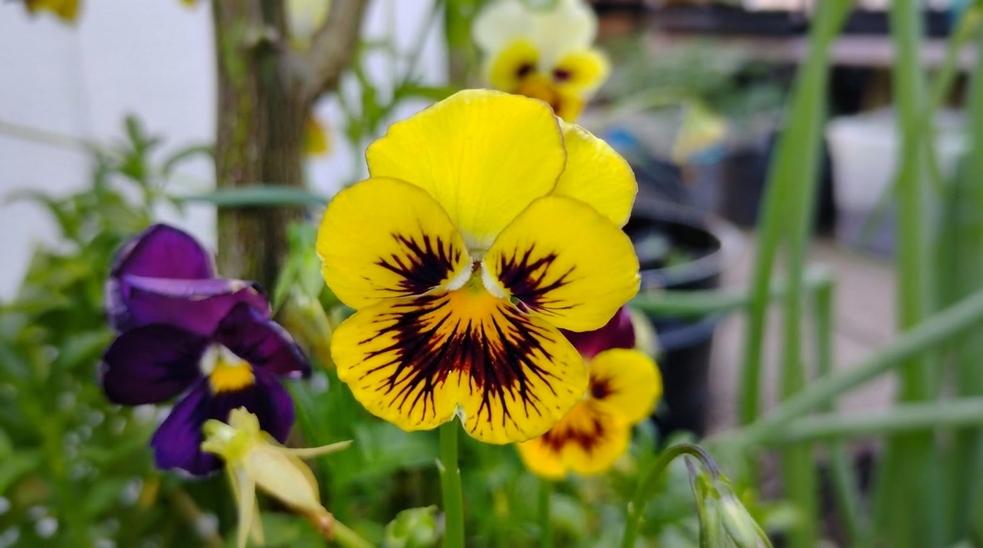 yellow pansy