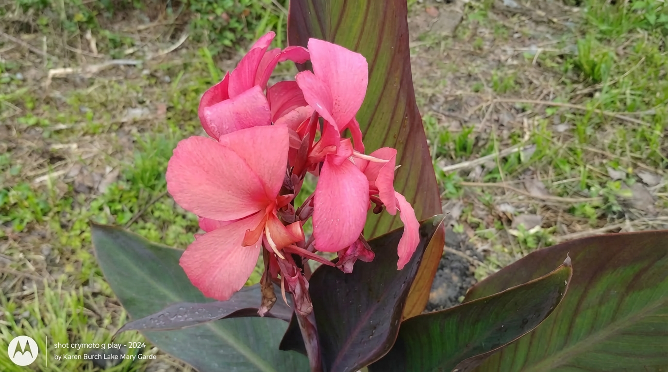Coral Canna with dark leaves