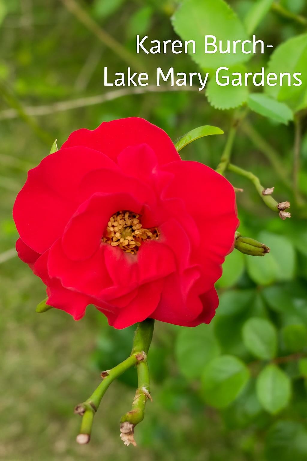 Scarlet Meidiland rose