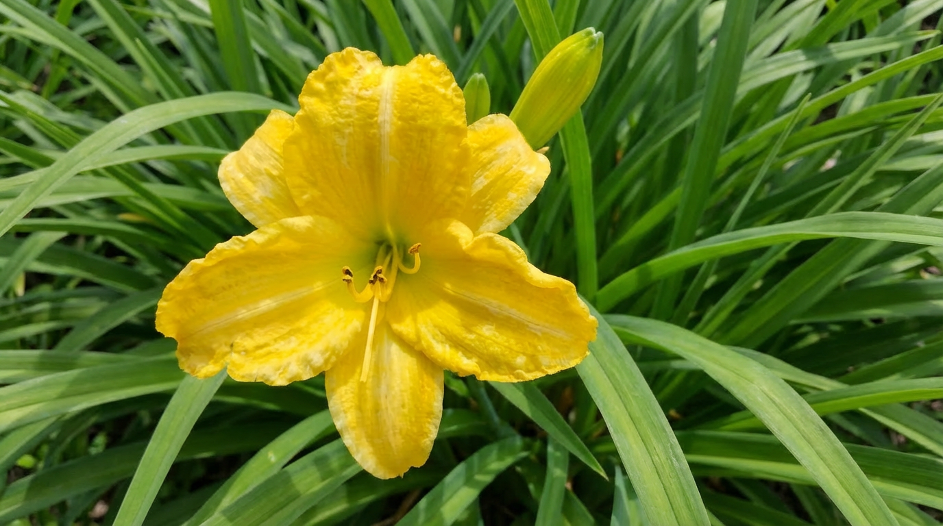 Yellow Daylily
