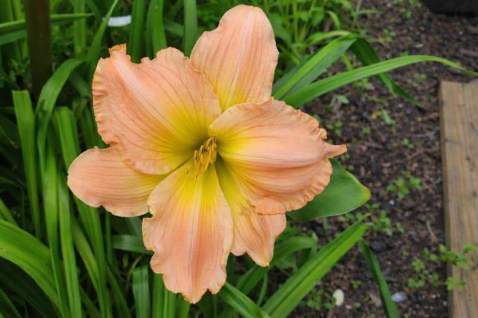 Big Peach Daylily