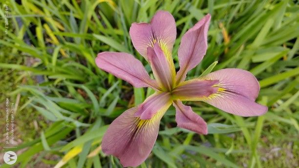 Mauve Louisiana Iris