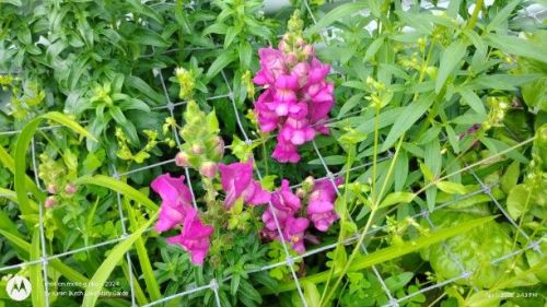 First Lady Mix Snapdragons