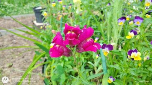 First Lady Mix Snapdragons