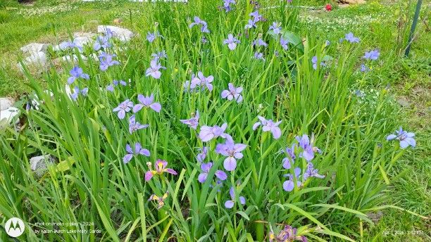 Bed of Blue Louisiana Iris