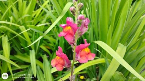 First Lady Mix Snapdragons