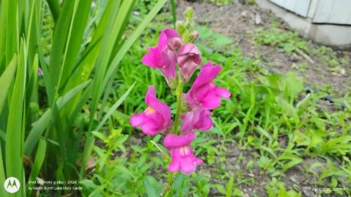 First Lady Mix Snapdragons