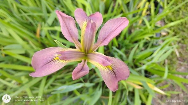Mauve Louisiana Iris