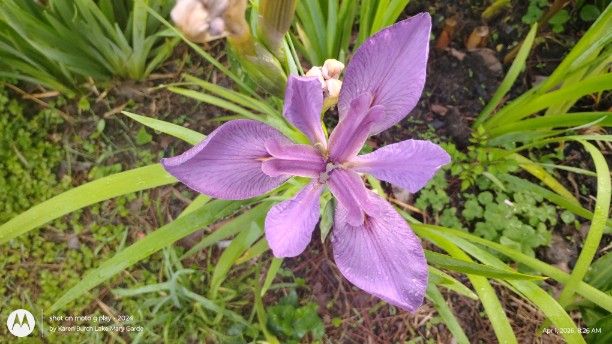 Lavender Louisiana Iris