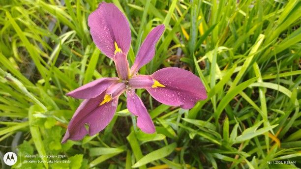 Louisiana Iris seedlings BloomingLLight Violet