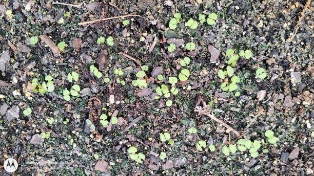 Coleus Seedlings