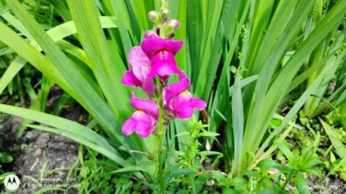 First Lady Mix Snapdragons