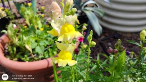 First Lady Mix Snapdragons