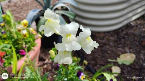 First Lady Mix Snapdragons