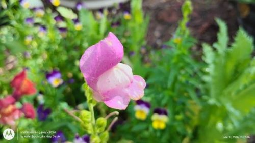 First Lady Mix Snapdragons