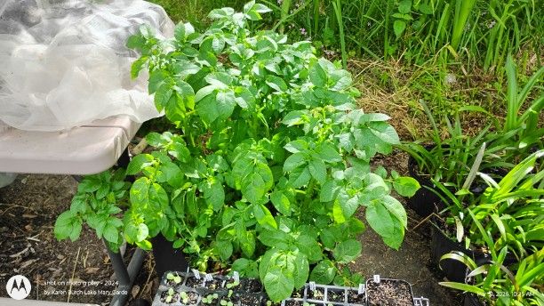 Potatoes and sugar snap peas planted on Feb 15th