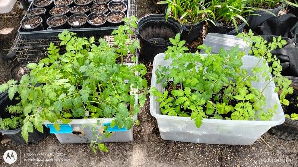 Tomatoes need to be planted soon