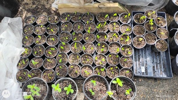 Corn and Sunflowers almost ready to plant