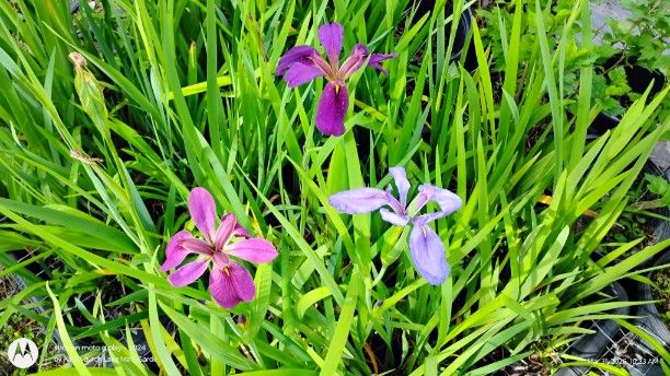 Louisiana Iris seedlings Blooming