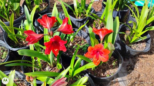 Amaryllis Seedlings
