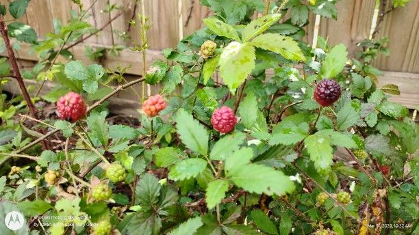 Wild Blackberries
