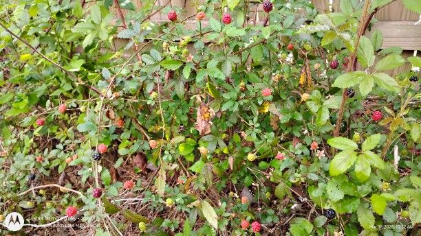 Wild Blackberries