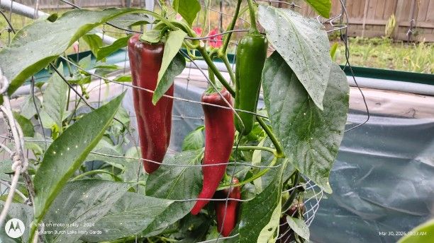 Giant Marconi Peppers