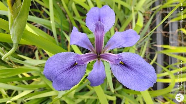 Lavender Louisiana Iris