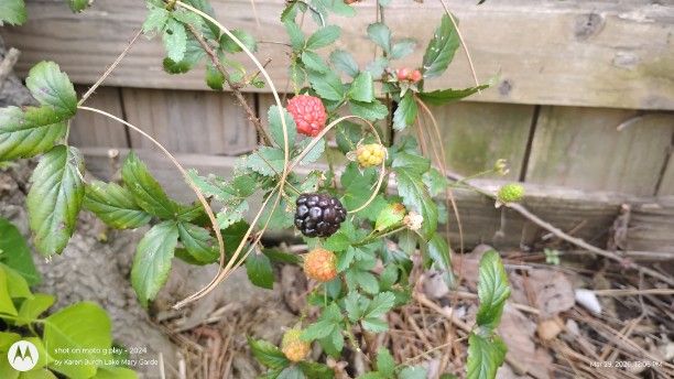 Wild Blackberries
