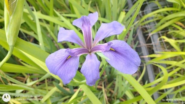 Lavender Louisiana Iris