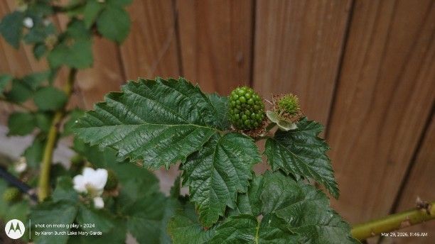 Thornless Blackberries