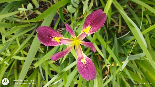 Raspberry Louisiana Iris seedlings Blooming