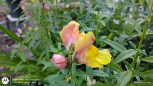 First Lady Mix Snapdragons pink and yellow