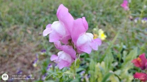 First Lady Mix Snapdragons pink