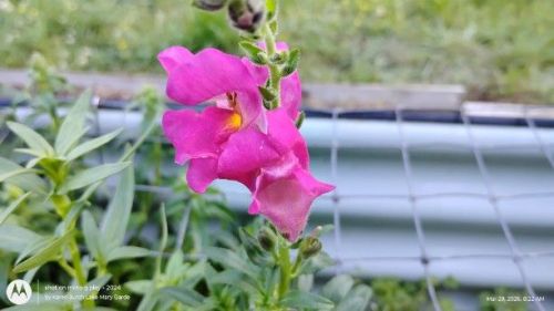 First Lady Mix Snapdragons